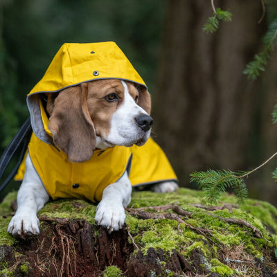 rukka pets ルッカペッツ STREAM RAINCOAT ストリームレインコート 60404200J