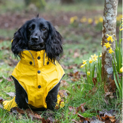 rukka pets ルッカペッツ STREAM RAINCOAT ストリームレインコート 60404200J