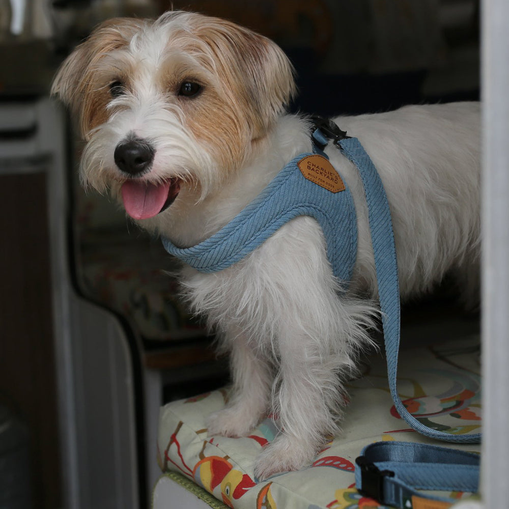 ROY BUCKLE UP EASY HARNESS S/SM ロイバックルアップイージーハーネスS/SM