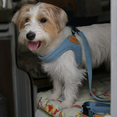 ROY BUCKLE UP EASY HARNESS S/SM ロイバックルアップイージーハーネスS/SM