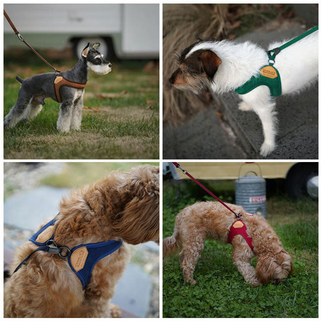 CHARLIE’S BACKYARD チャーリーズバックヤード EASY HARNESS L イージーハーネスL