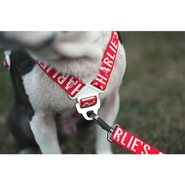 チャーリーズバックヤード EASY HARNESS、タウンリーシュ2点セット CHARLIE'S BACKYARD - CHARLIE'S BACKYARD チャーリーズバックヤード