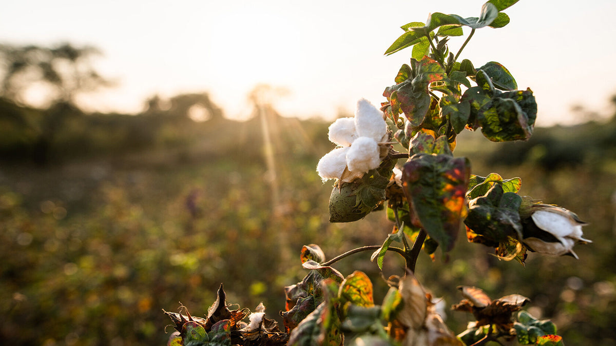 patagonia – アウトドアショップOrange